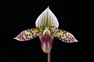 Paphiopedilum Luna Spots Hypnotic AM/AOS 87 pts.